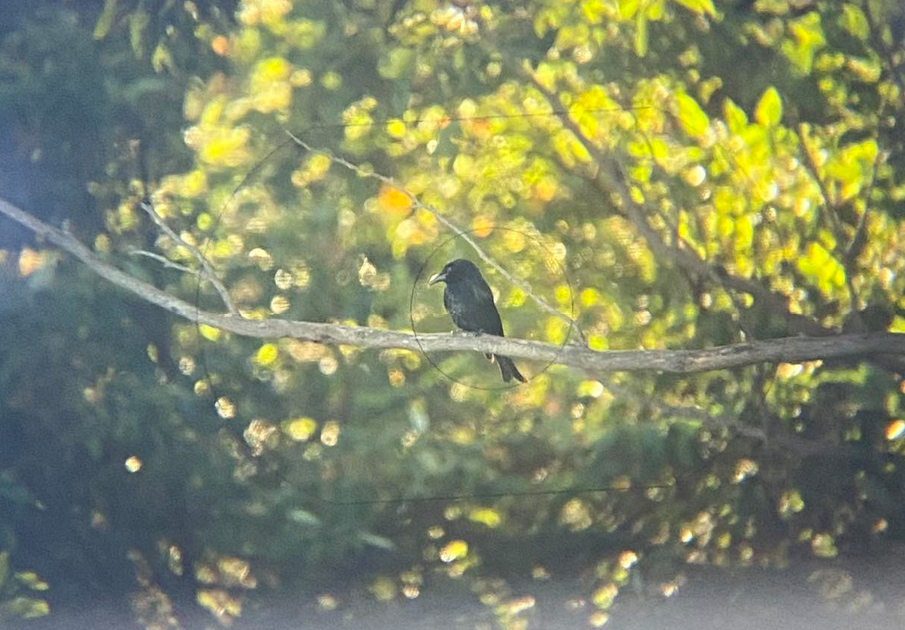 Spangled Drongo - ML565150051