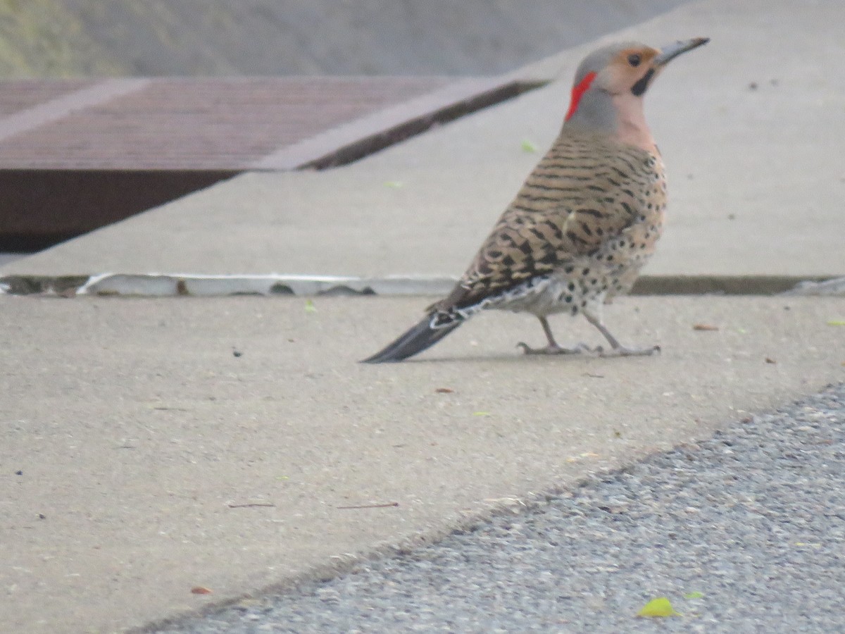 Northern Flicker - ML565154741