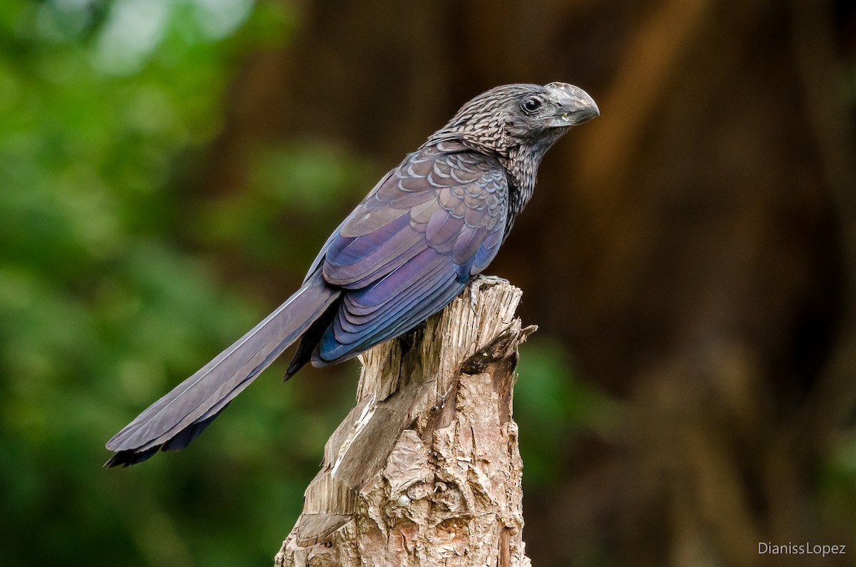 Smooth-billed Ani - ML565154961