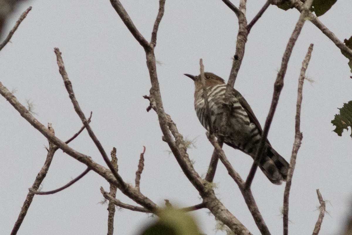 Rufous-throated Bronze-Cuckoo - Doug Gochfeld