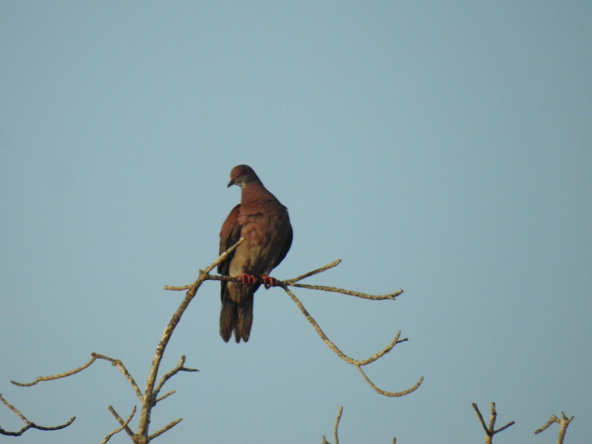 Pale-vented Pigeon - Leandro Niebles Puello