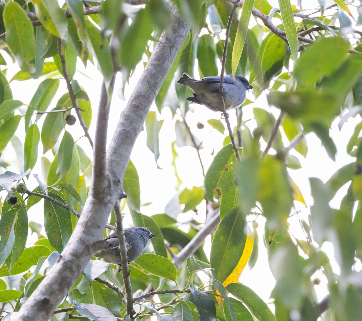 Jamaican Euphonia - ML565157841