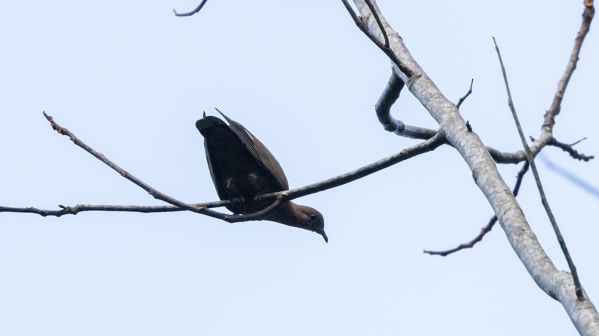 Zenaida Dove - Jay McGowan