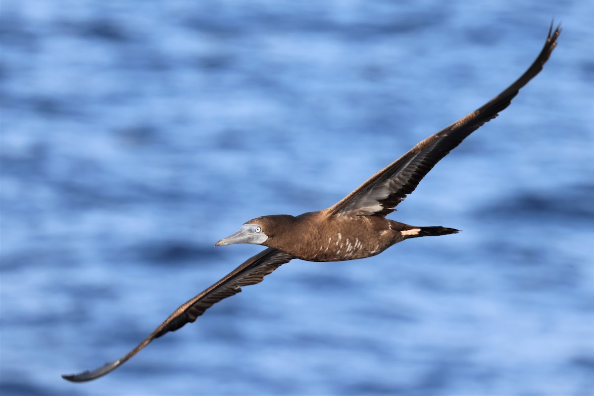 Brown Booby - Russ Namitz