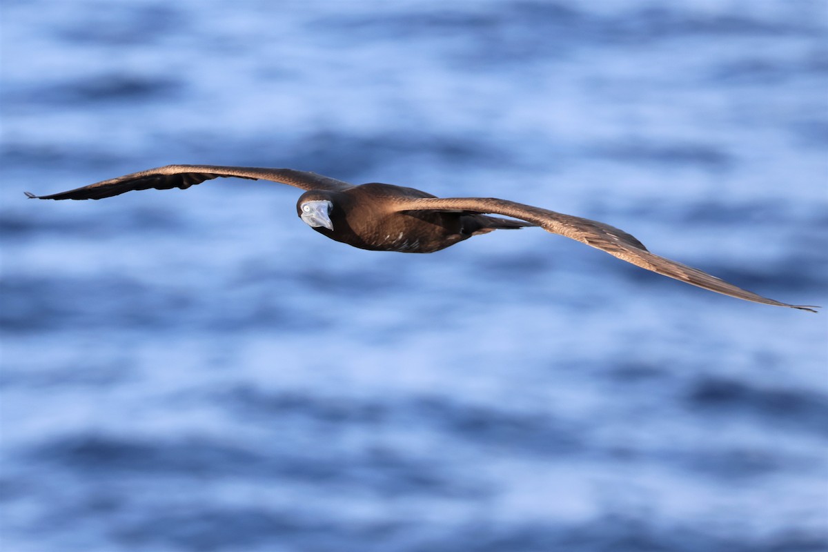 Brown Booby - Russ Namitz