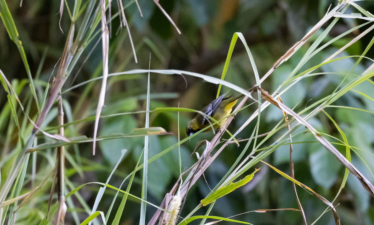 Jamaican Oriole - ML565158291