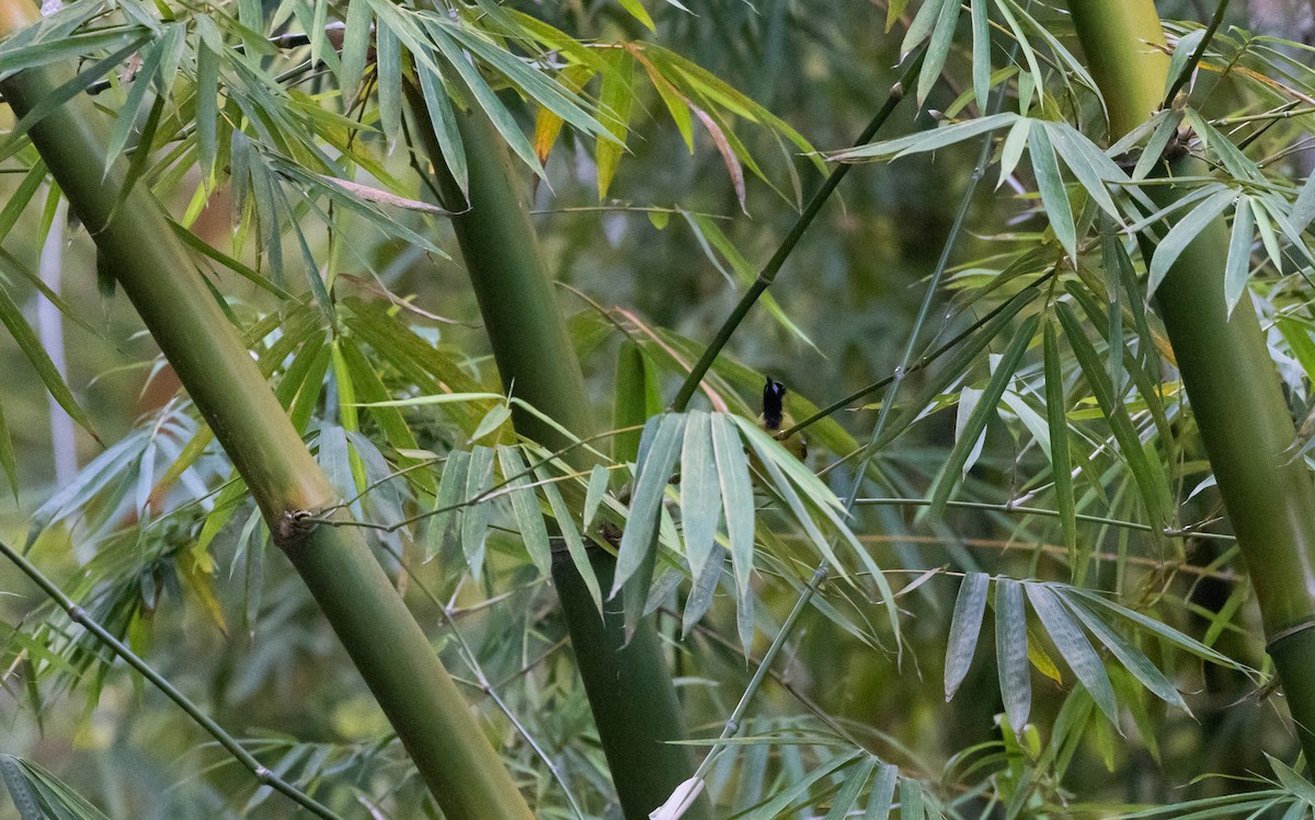 Jamaican Oriole - ML565158321