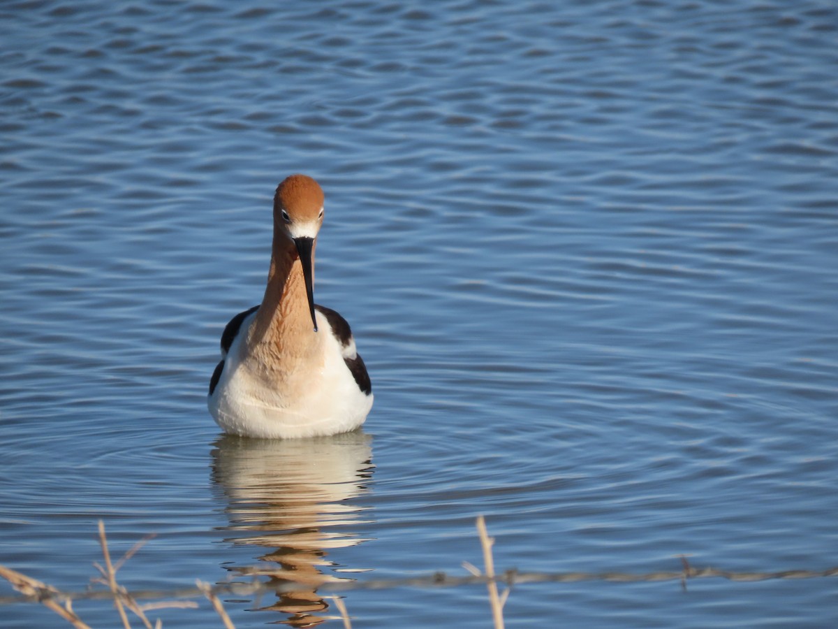 American Avocet - ML565158401