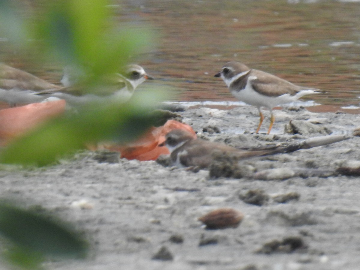 Semipalmated Plover - ML565158561