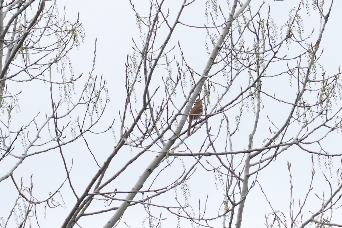 Brown Thrasher - Dwayne Murphy