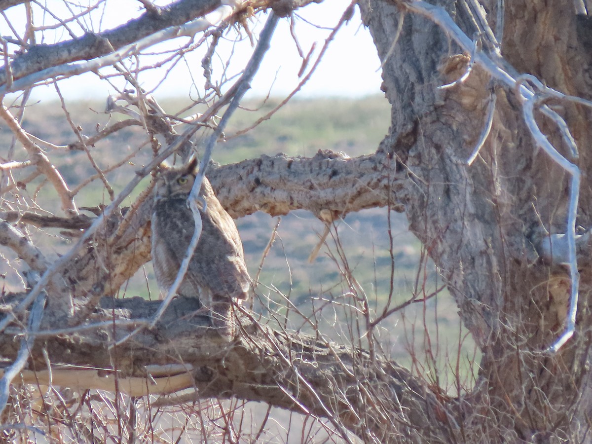 Great Horned Owl - ML565159051