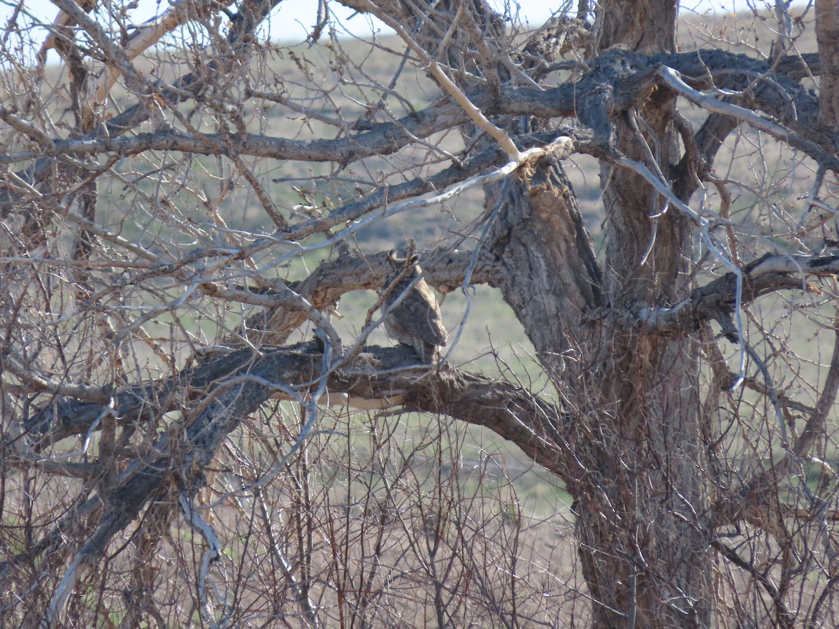 Great Horned Owl - ML565159081