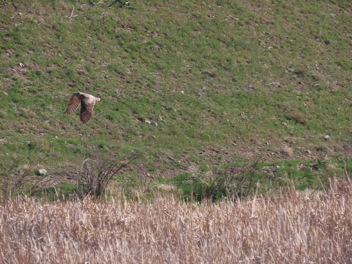 Great Horned Owl - ML565159091