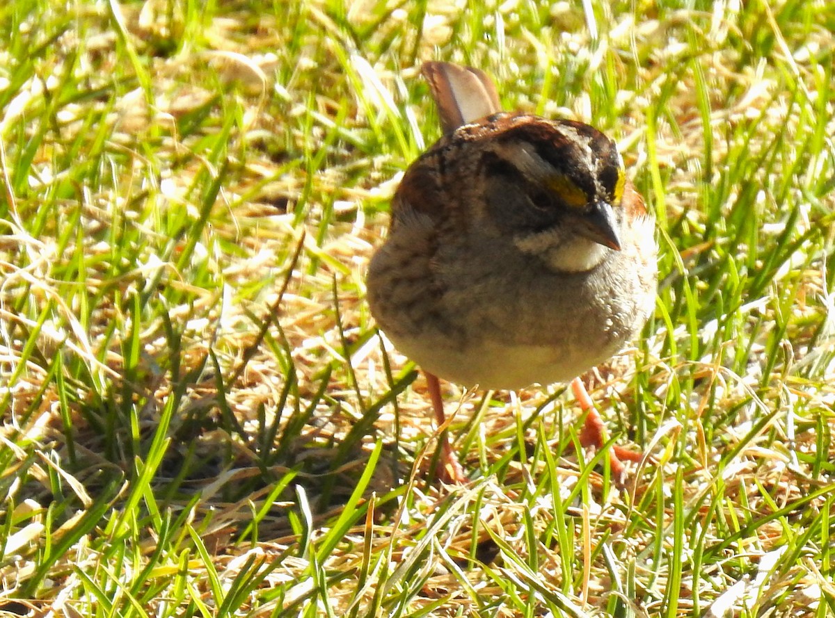 White-throated Sparrow - ML565160321