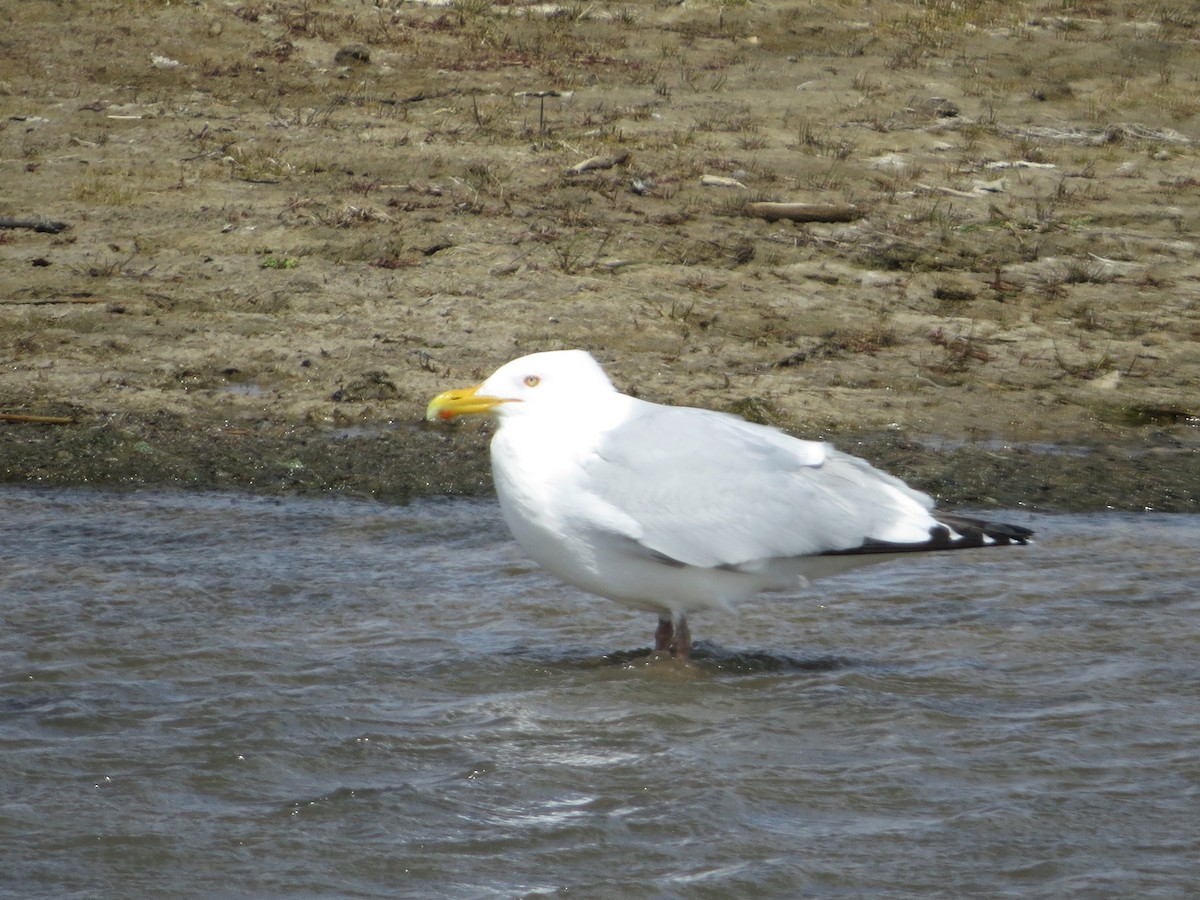 Herring Gull - ML565160671