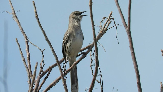 Багамский пересмешник - ML565160751