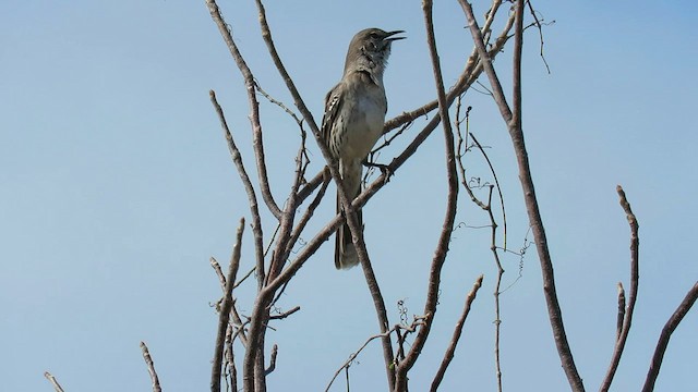 Bahama Mockingbird - ML565160771