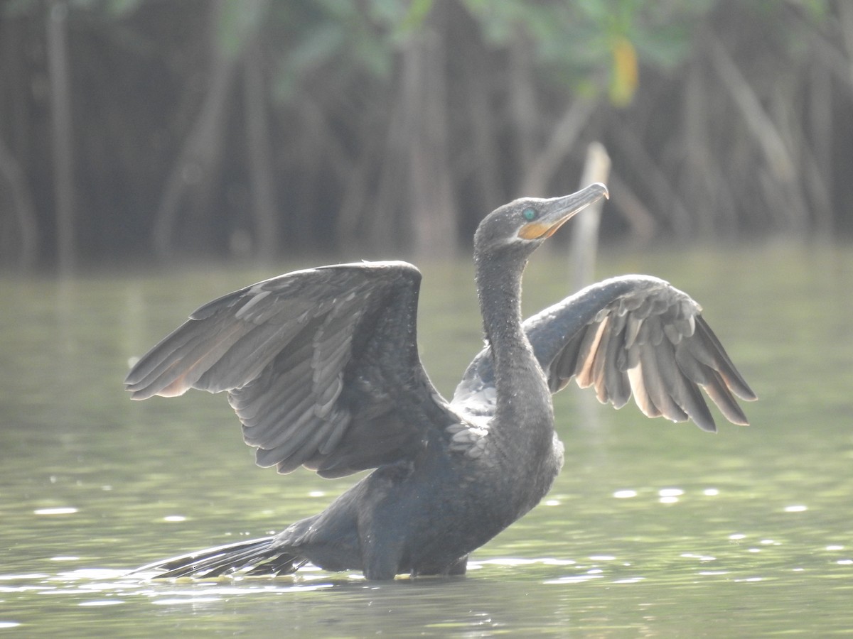 Neotropic Cormorant - ML565160941