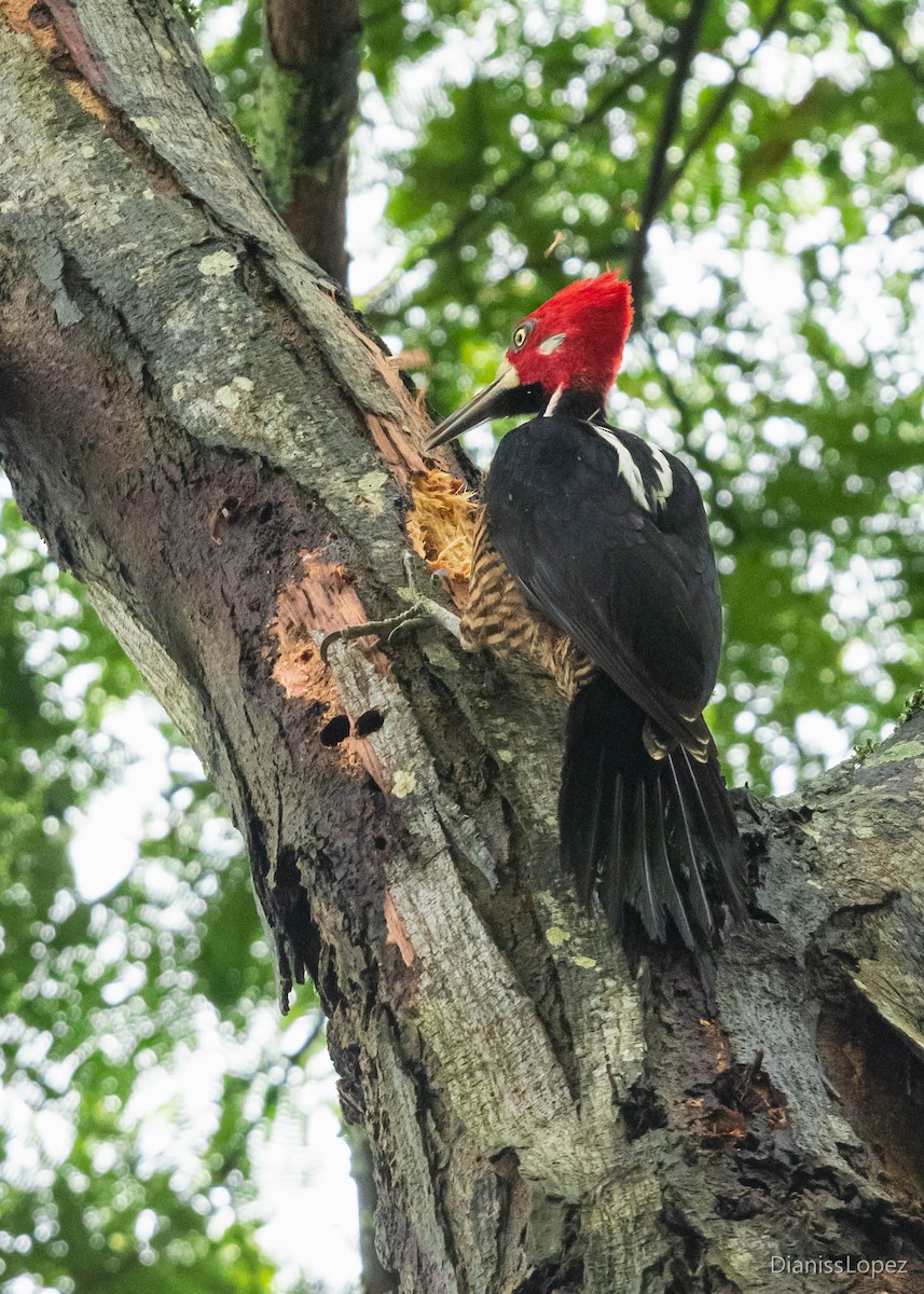Crimson-crested Woodpecker - ML565161741