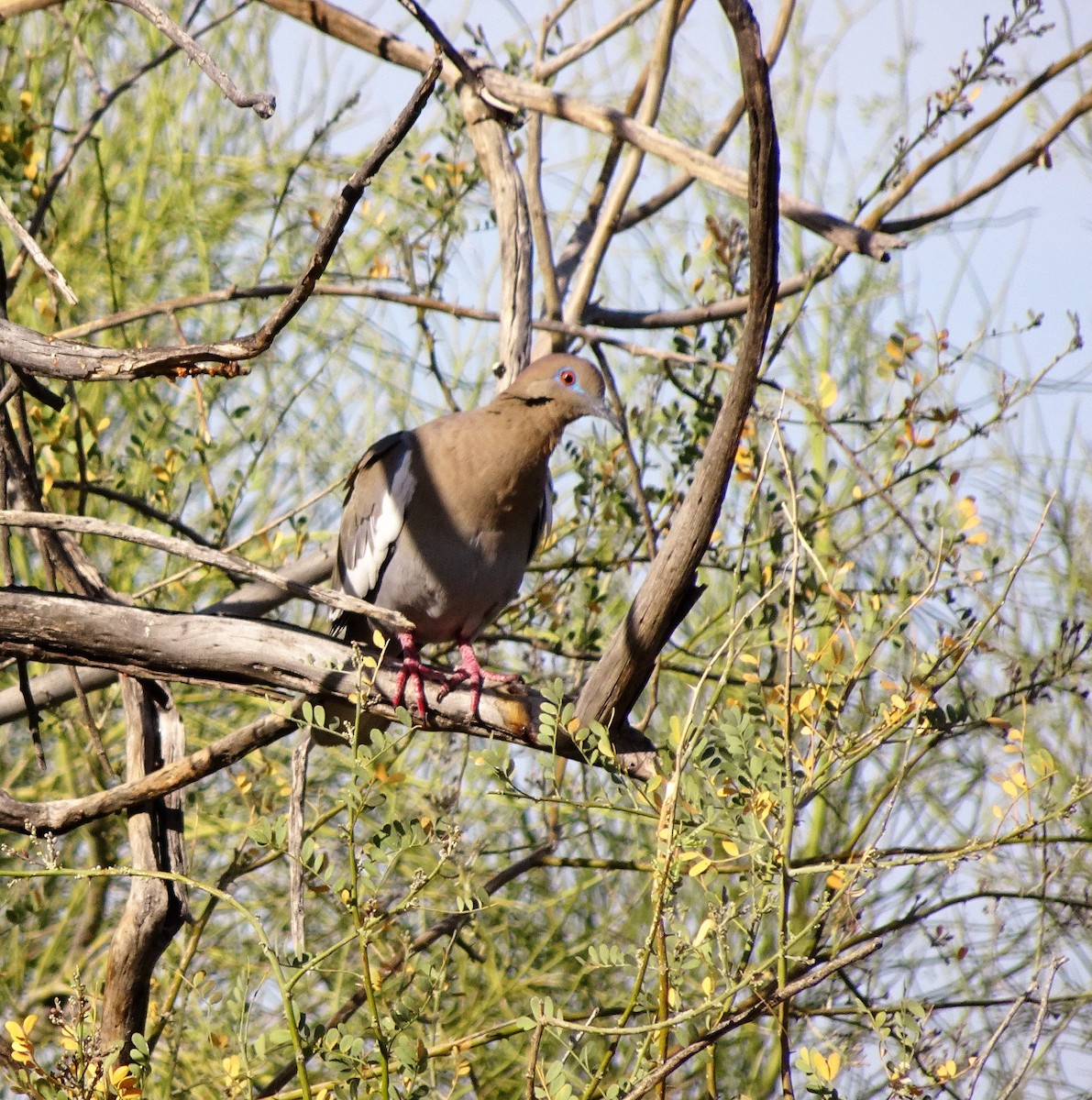 White-winged Dove - ML565162091