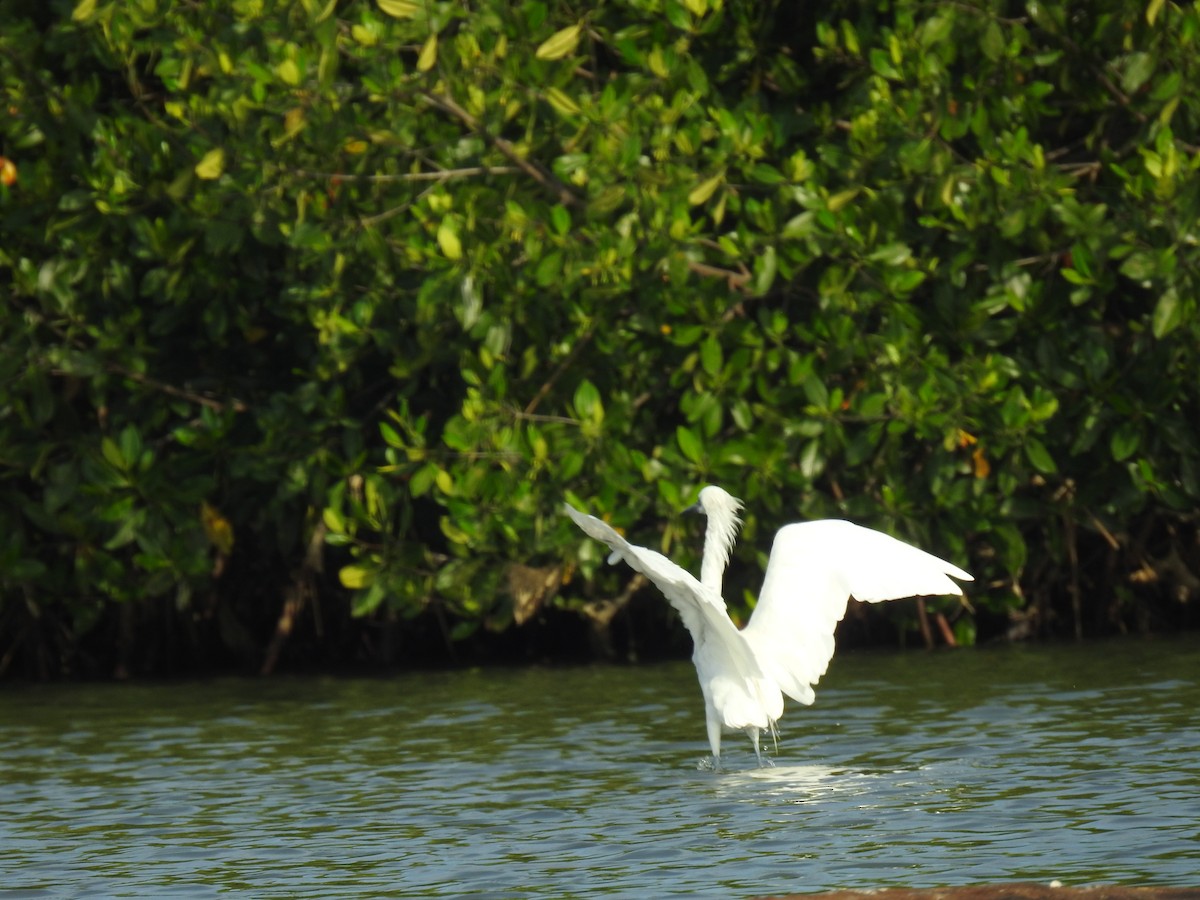 Reddish Egret - ML565162281