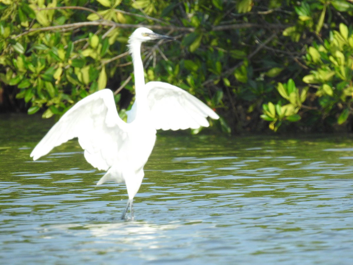 Reddish Egret - ML565162291