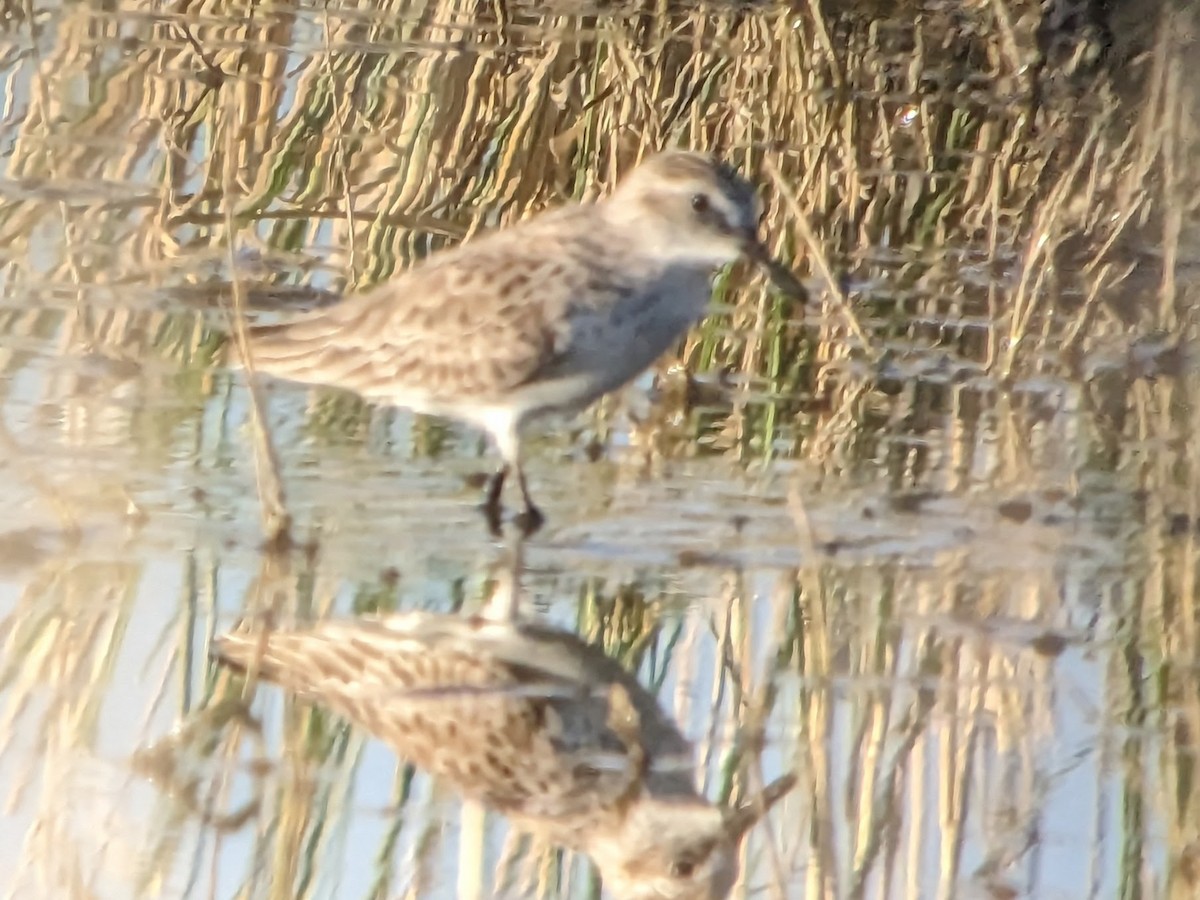 Semipalmated Sandpiper - ML565162521