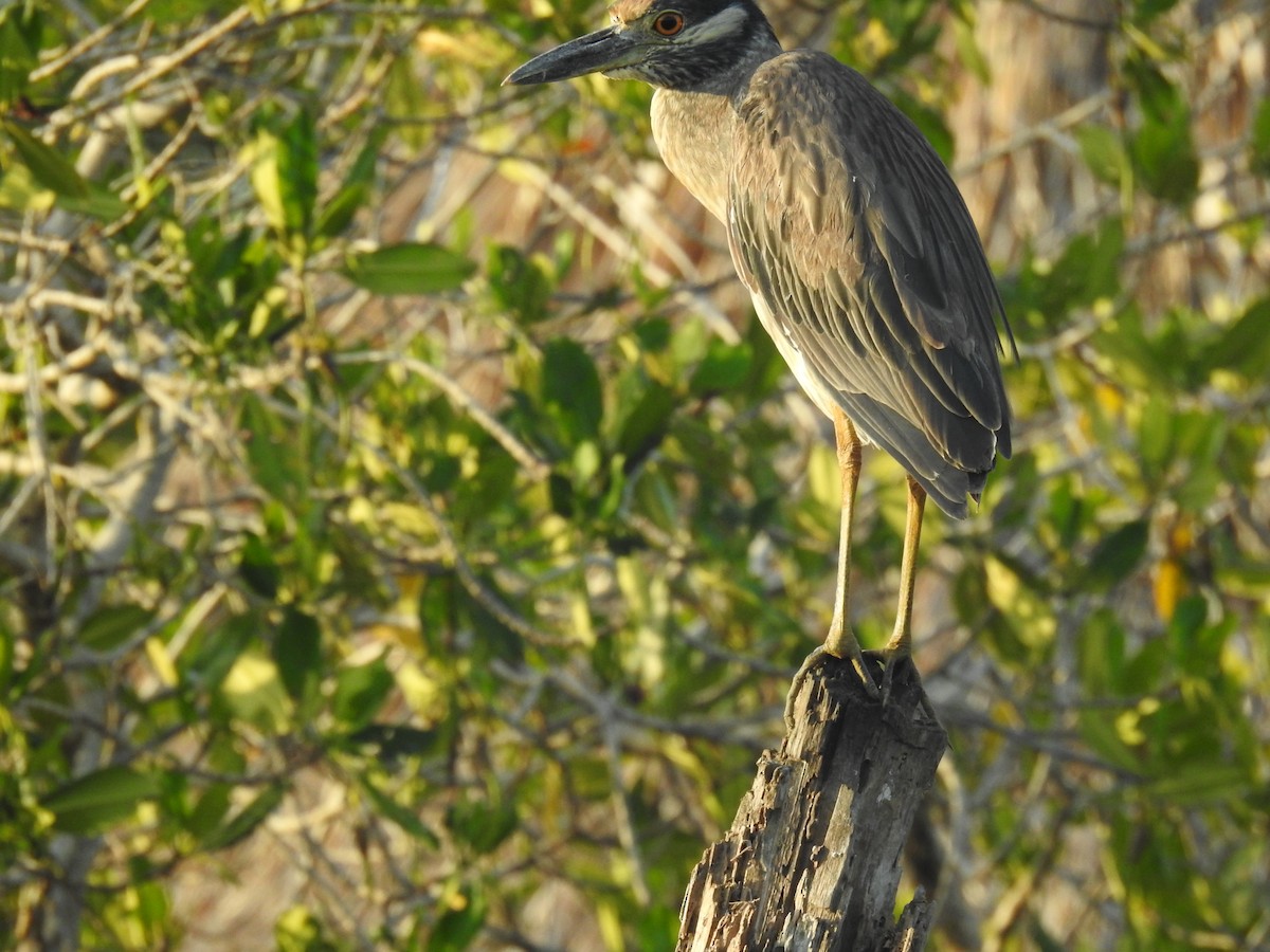 Yellow-crowned Night Heron - ML565162631