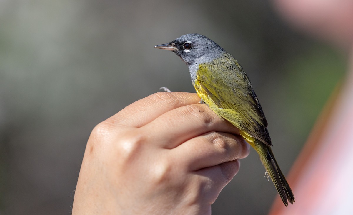 MacGillivray's Warbler - ML565164141