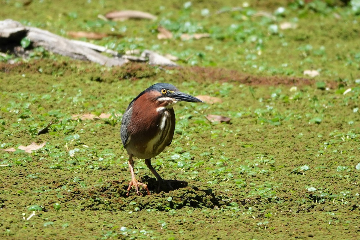 Green Heron - ML565164591