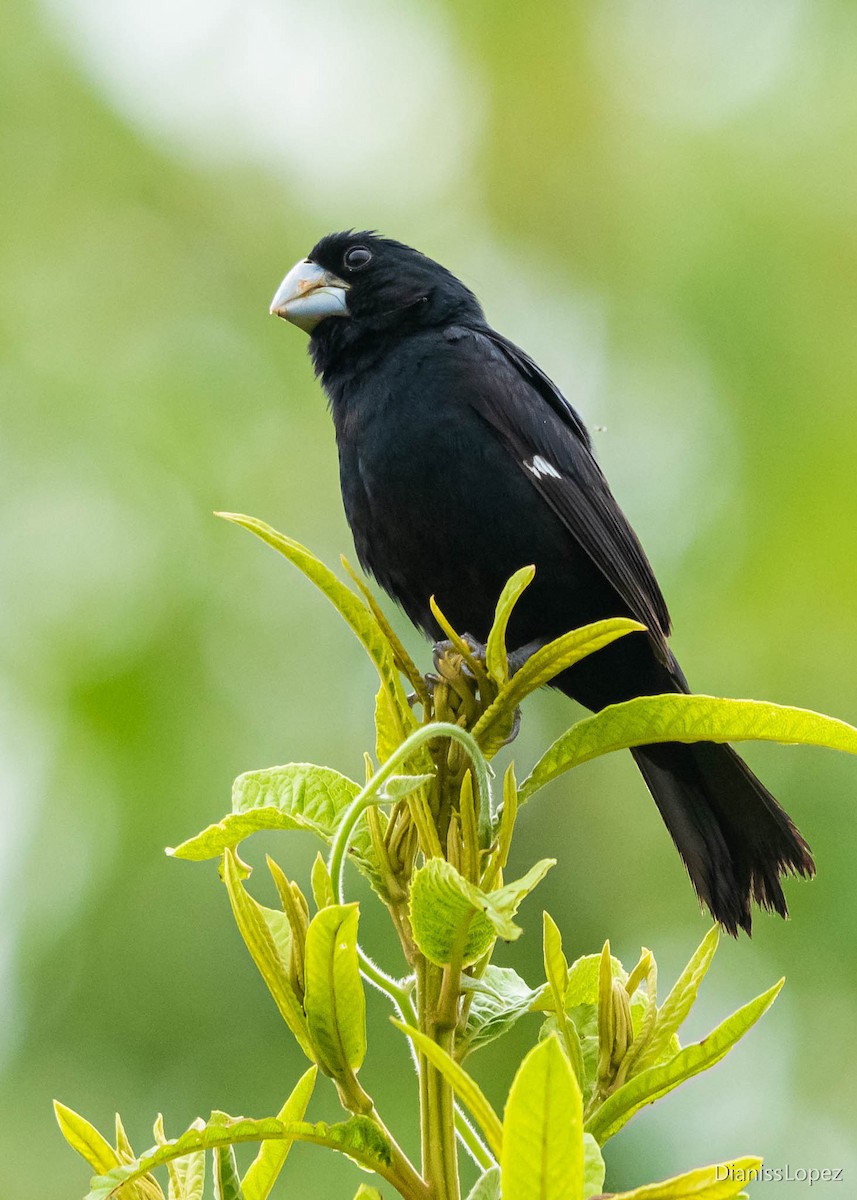 Large-billed Seed-Finch - ML565165051