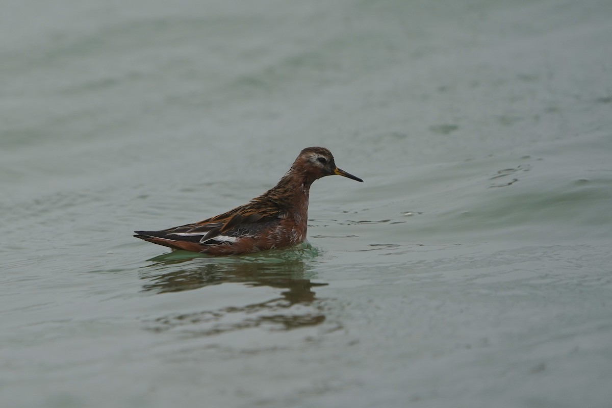 Red Phalarope - Keegan Burke