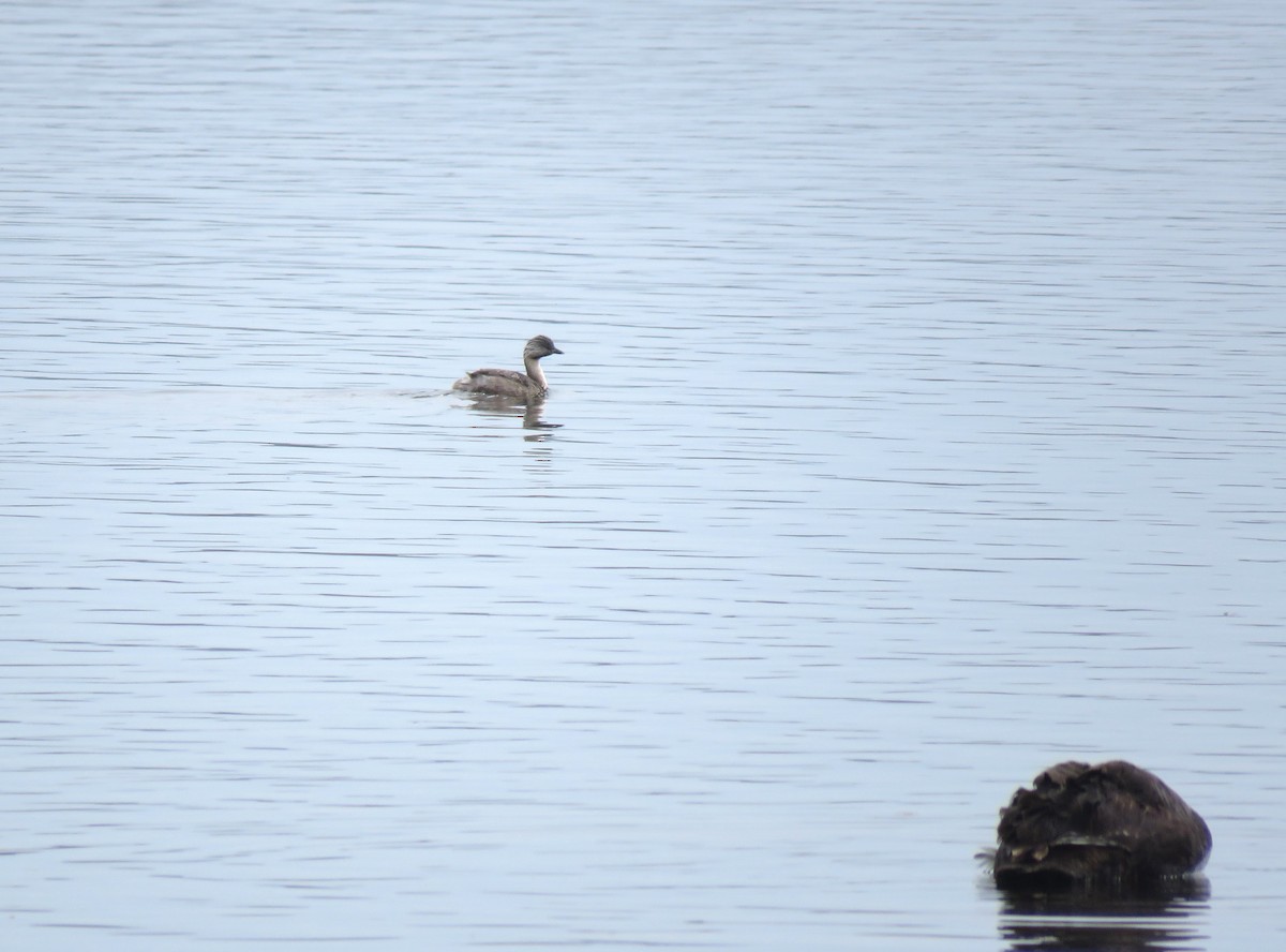 Hoary-headed Grebe - ML565165701