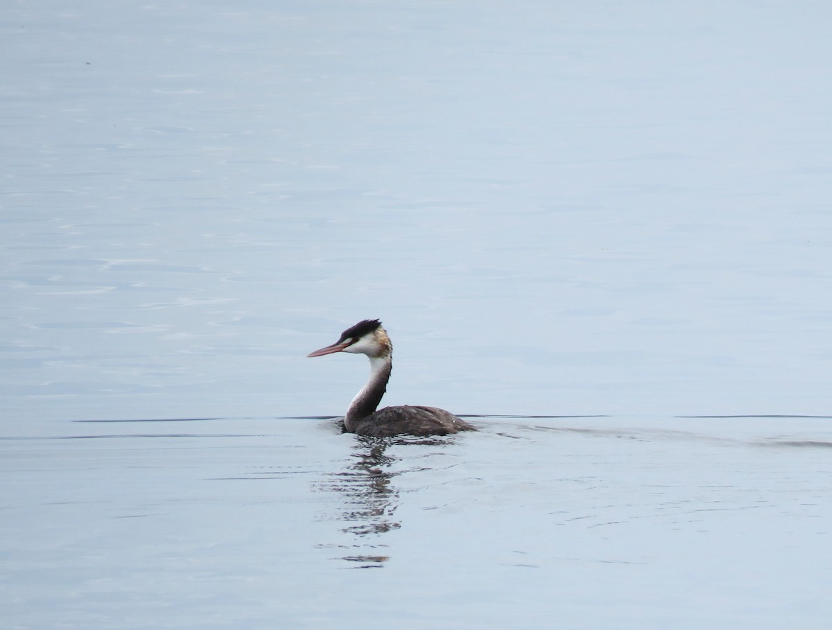 Great Crested Grebe - Catherine Hirsch