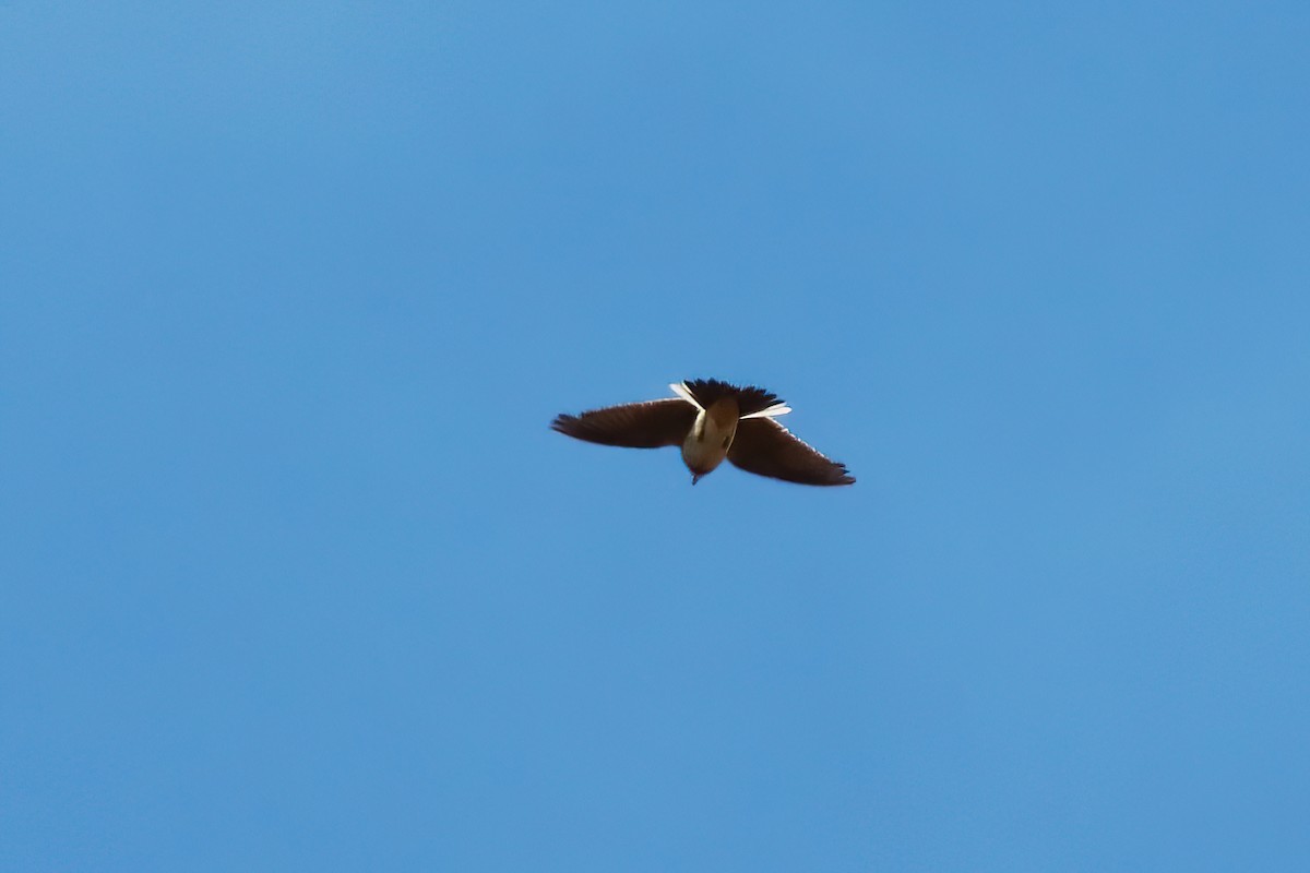 Eurasian Skylark - ML565166461