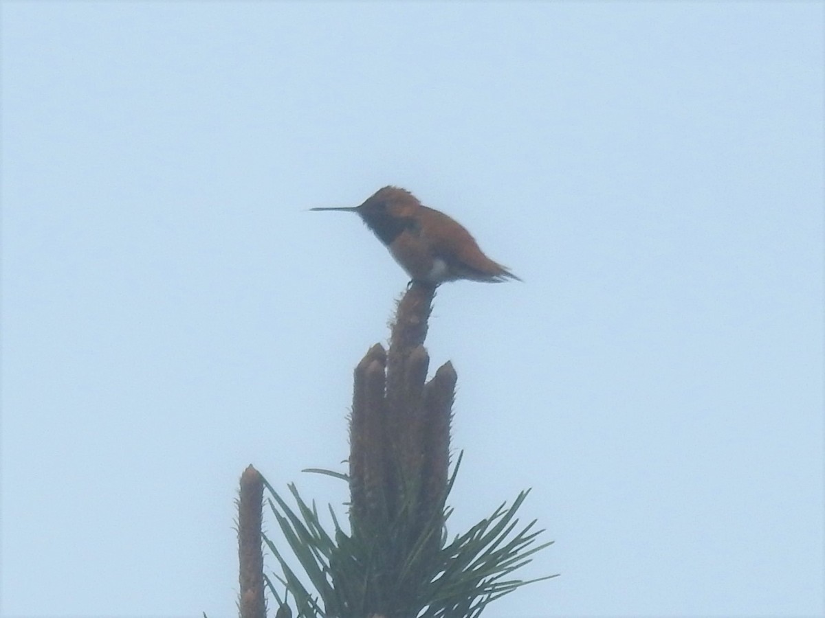 Colibrí Rufo - ML565166531