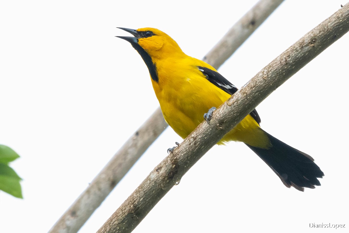 Yellow Oriole - Diana López G