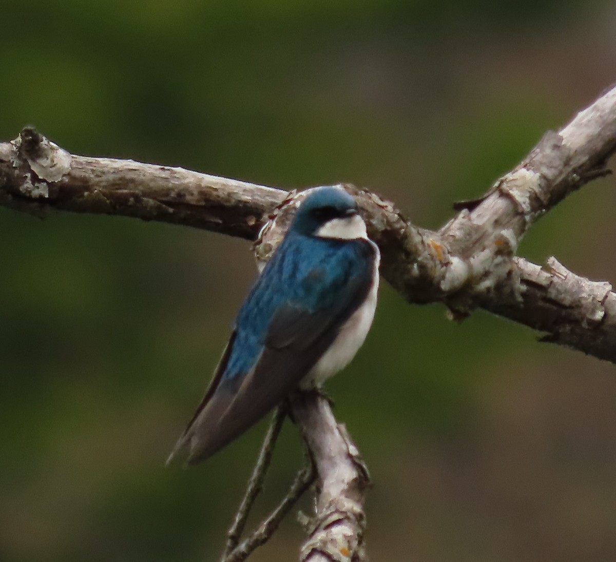 Tree Swallow - ML565168321