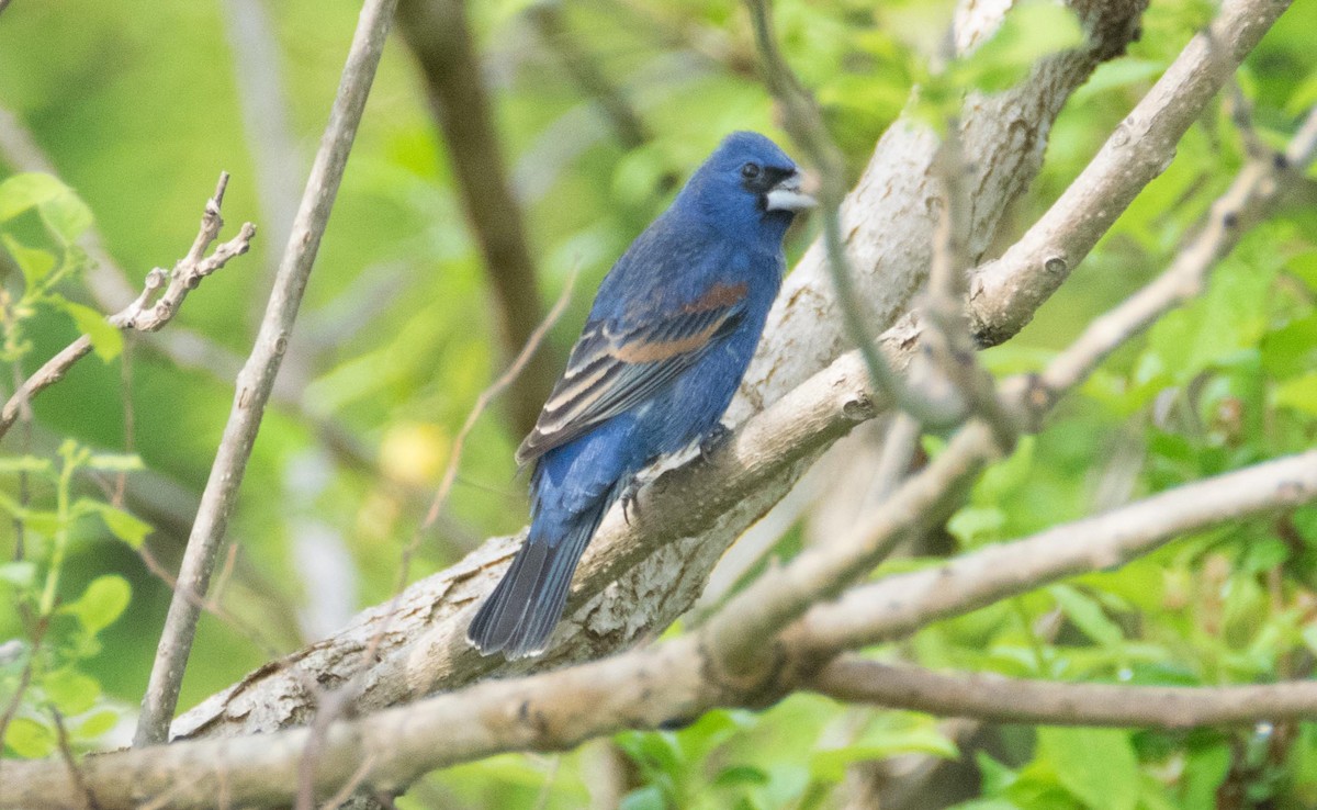 Blue Grosbeak - ML56516851