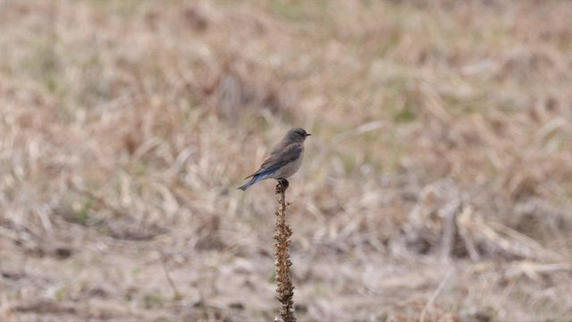 Mountain Bluebird - ML565169651