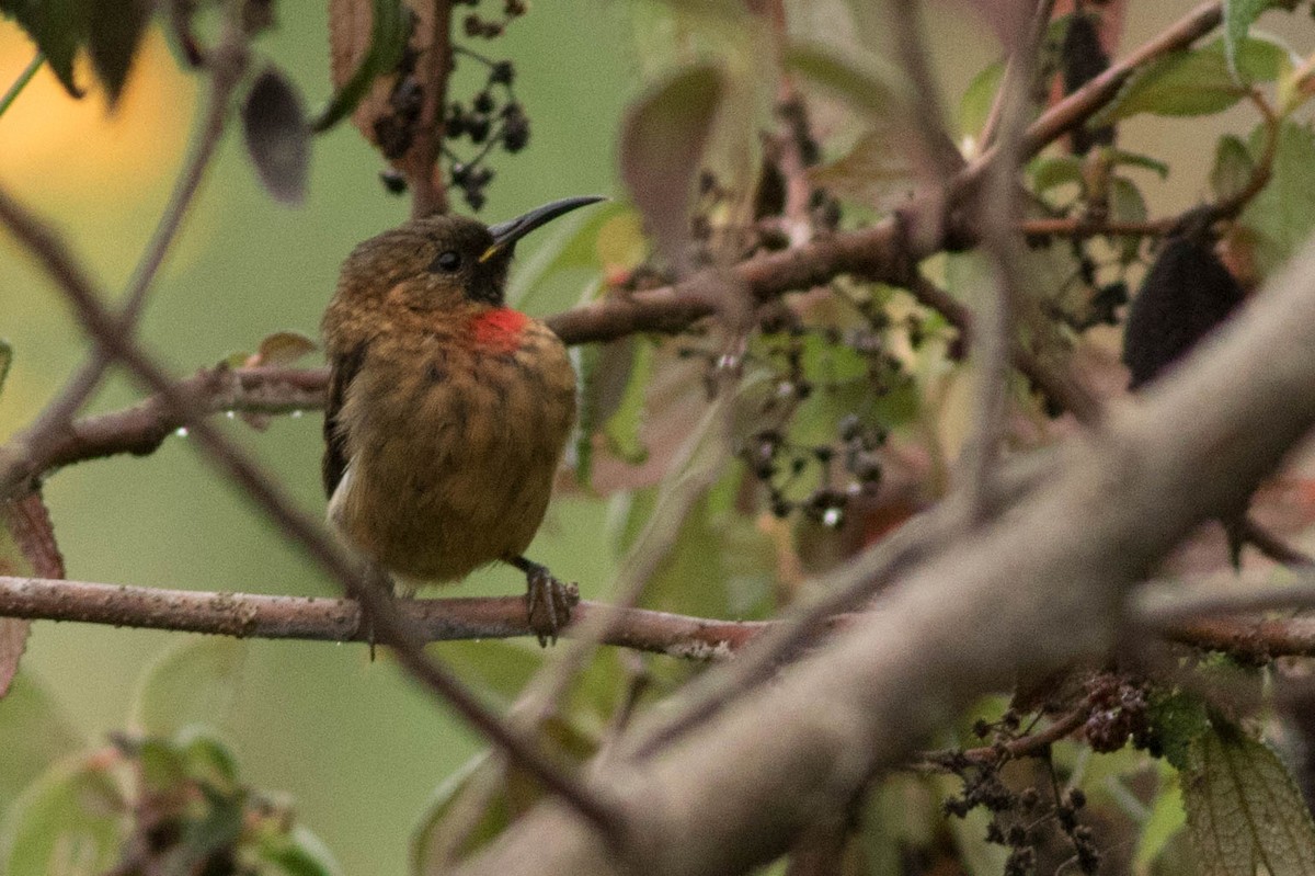 Red-collared Myzomela - ML565169811