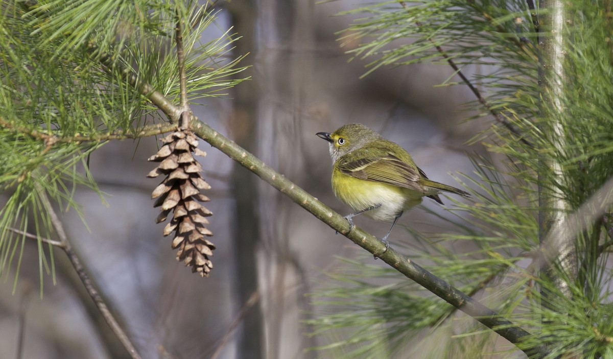 hvitøyevireo - ML56516991