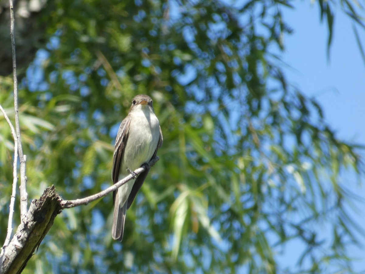 Eastern Wood-Pewee - ML565169971