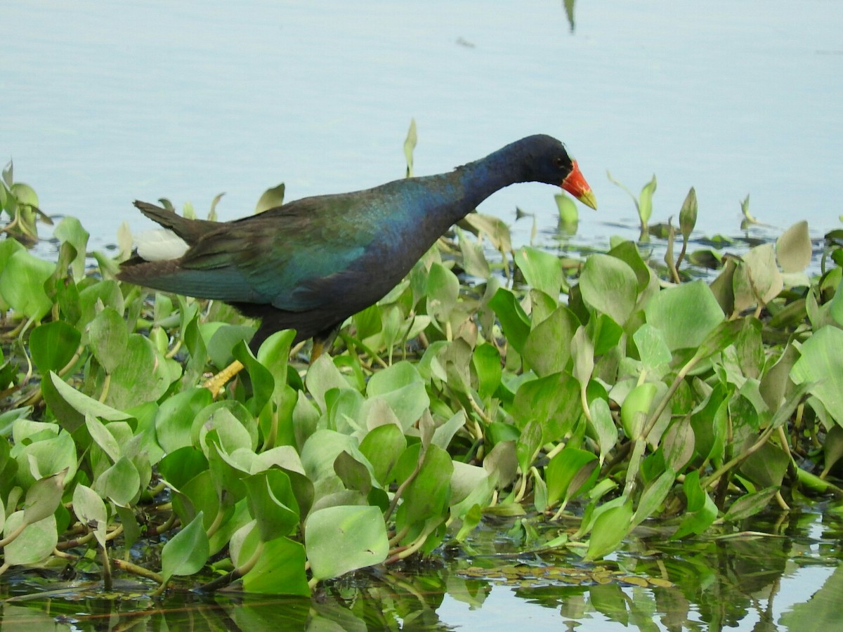 Purple Gallinule - ML565170381