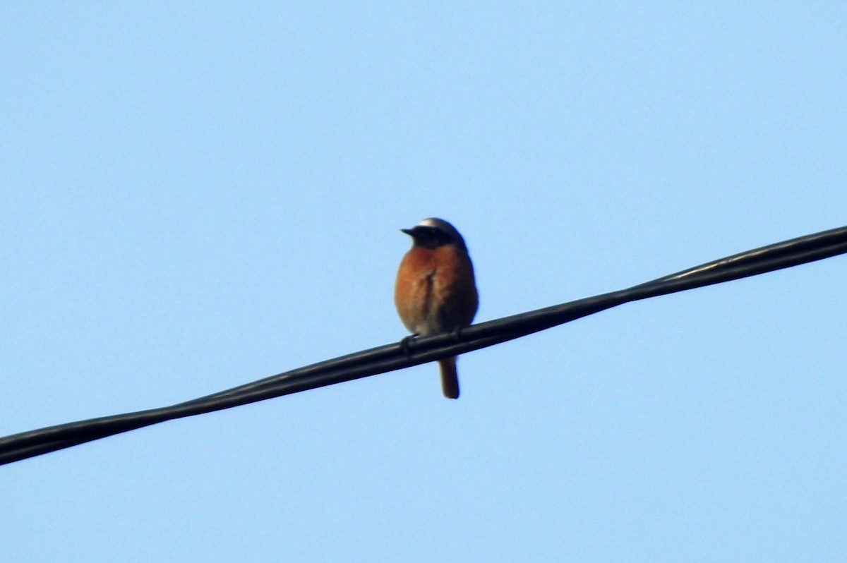 Common Redstart - ML56517091