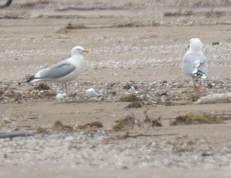 Gaviota Argéntea - ML565171361