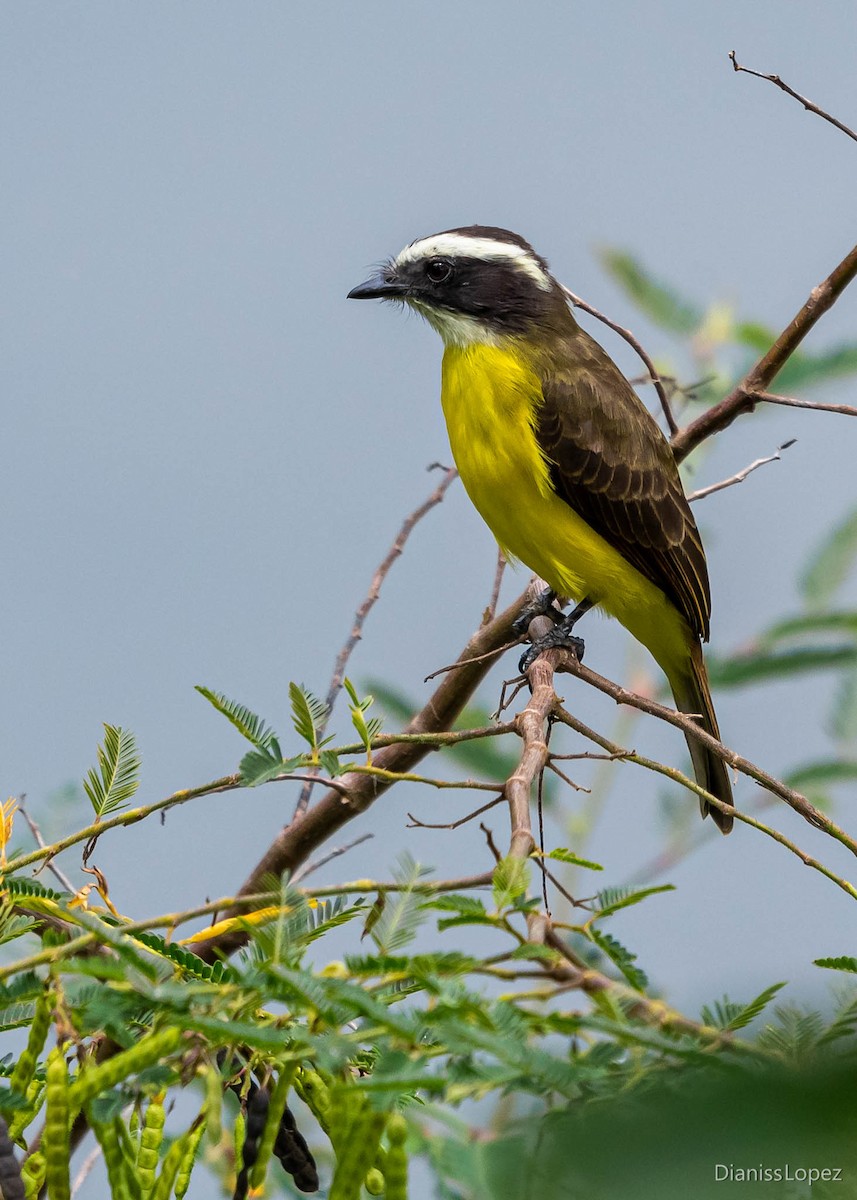 Rusty-margined Flycatcher - ML565171831