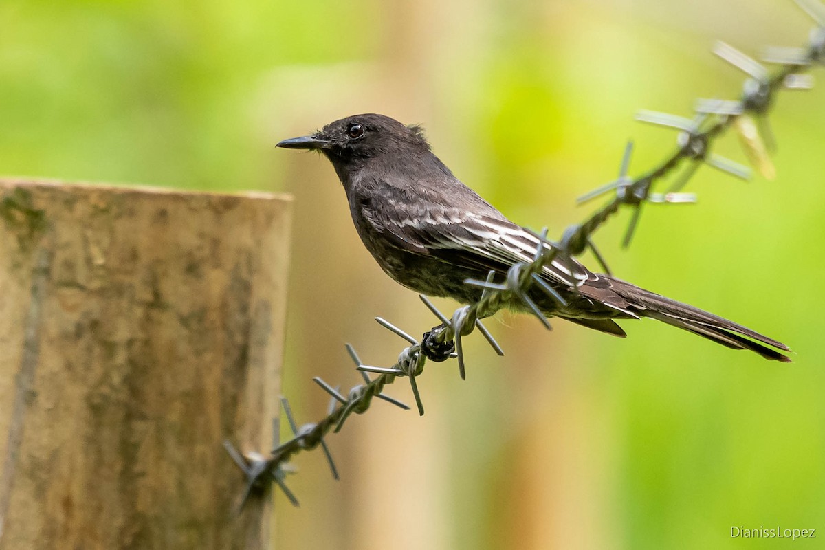 Black Phoebe - ML565173931