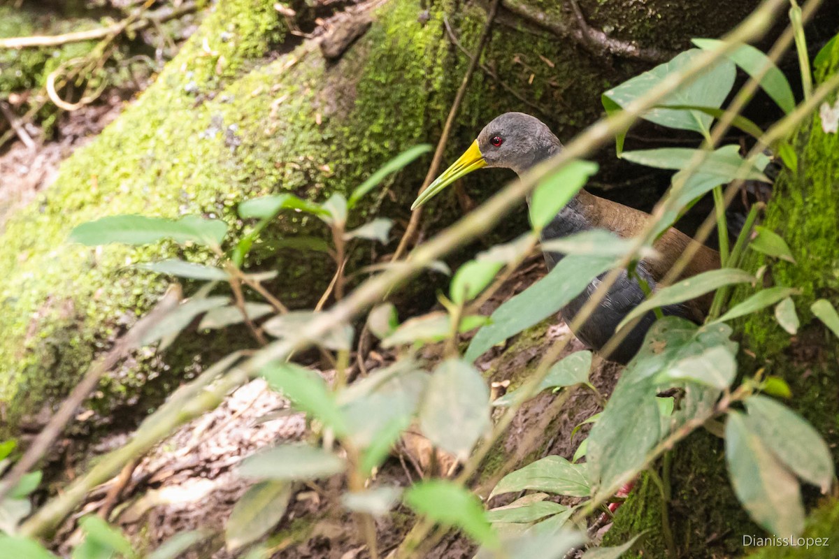 Blackish Rail - ML565173981