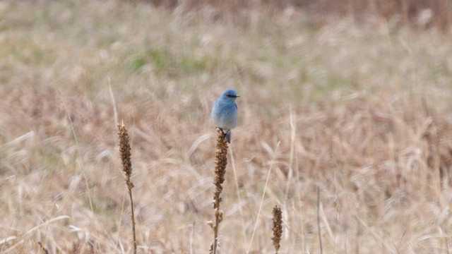 Mountain Bluebird - ML565174231